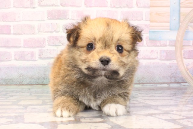 大阪府のポメマル/マルポメ(ポメラニアン×マルチーズ) (Coo&RIKU高槻店/2025年10月19日生まれ/女の子/フォーン)の子犬の1枚目の画像