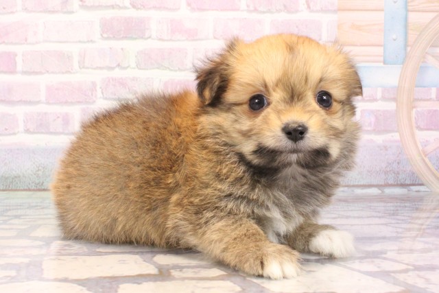 大阪府のポメマル/マルポメ(ポメラニアン×マルチーズ) (Coo&RIKU高槻店/2025年10月19日生まれ/女の子/フォーン)の子犬の2枚目の画像