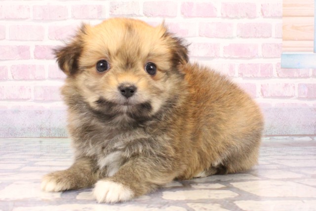 大阪府のポメマル/マルポメ(ポメラニアン×マルチーズ) (Coo&RIKU高槻店/2025年10月19日生まれ/女の子/フォーン)の子犬の3枚目の画像