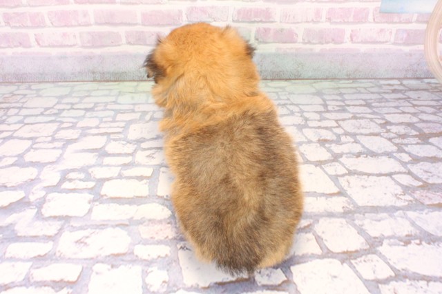 大阪府のポメマル/マルポメ(ポメラニアン×マルチーズ) (Coo&RIKU高槻店/2025年10月19日生まれ/女の子/フォーン)の子犬の4枚目の画像