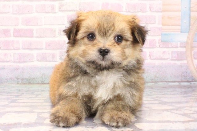 大阪府のポメマル/マルポメ(ポメラニアン×マルチーズ) (Coo&RIKU和泉店/2025年10月19日生まれ/男の子/クリーム)の子犬の1枚目の画像