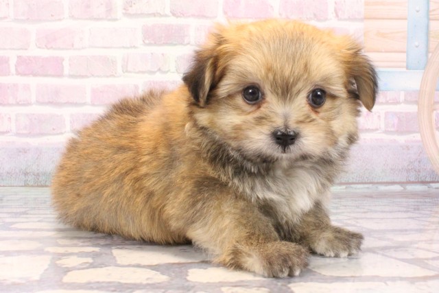 大阪府のポメマル/マルポメ(ポメラニアン×マルチーズ) (Coo&RIKU和泉店/2025年10月19日生まれ/男の子/クリーム)の子犬の2枚目の画像