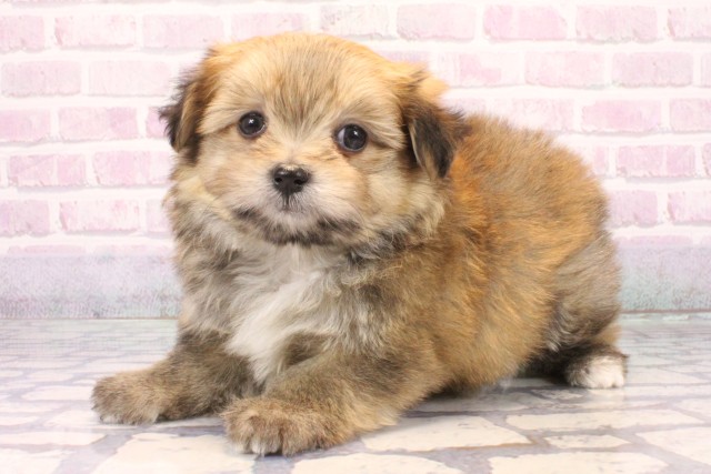 大阪府のポメマル/マルポメ(ポメラニアン×マルチーズ) (Coo&RIKU和泉店/2025年10月19日生まれ/男の子/クリーム)の子犬の3枚目の画像