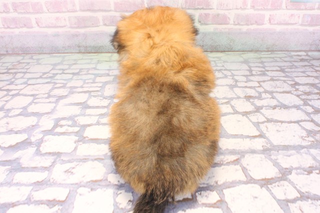 大阪府のポメマル/マルポメ(ポメラニアン×マルチーズ) (Coo&RIKU和泉店/2025年10月19日生まれ/男の子/クリーム)の子犬の4枚目の画像