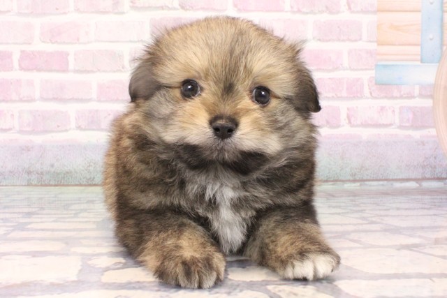 沖縄県のハーフ犬・ミックス犬 (Coo&RIKUイオン北谷店/2025年10月19日生まれ/男の子/フォーン)の子犬の1枚目の画像