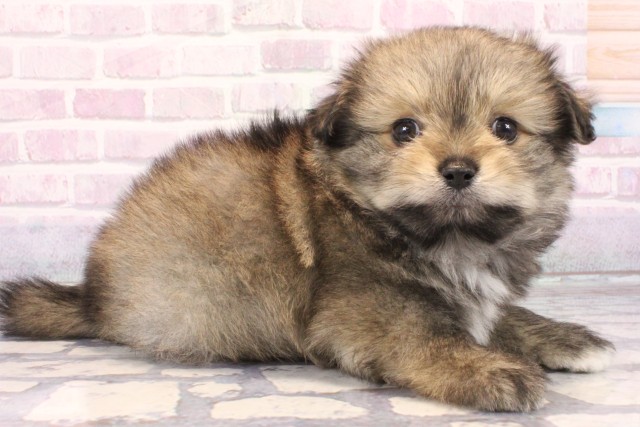 沖縄県のハーフ犬・ミックス犬 (Coo&RIKUイオン北谷店/2025年10月19日生まれ/男の子/フォーン)の子犬の2枚目の画像