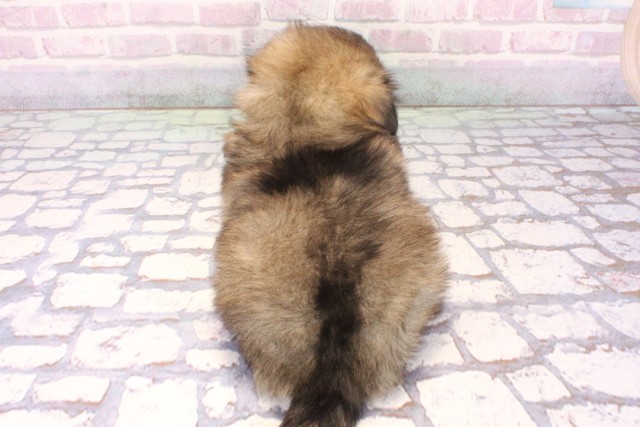 沖縄県のハーフ犬・ミックス犬 (Coo&RIKUイオン北谷店/2025年10月19日生まれ/男の子/フォーン)の子犬の4枚目の画像