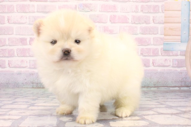 大阪府のポメチワ/チワポメ/ポメチー(ポメラニアン×チワワ) (Coo&RIKU心斎橋店/2025年10月18日生まれ/女の子/クリーム)の子犬の3枚目の画像