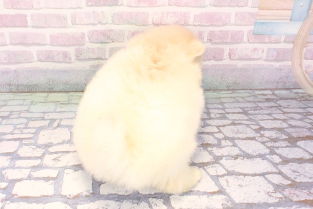 大阪府のポメチワ/チワポメ/ポメチー(ポメラニアン×チワワ) (Coo&RIKU心斎橋店/2025年10月18日生まれ/女の子/クリーム)の子犬の4枚目の画像