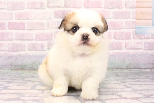 沖縄県のチワペキ/ペキチー/ペキチワ(チワワ×ペキニーズ) (Coo&RIKUイオン北谷店/2025年10月16日生まれ/女の子/パーティーカラー)の子犬の1枚目の画像