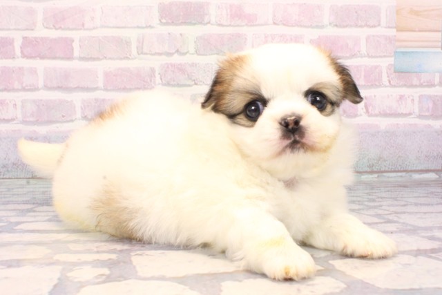 沖縄県のチワペキ/ペキチー/ペキチワ(チワワ×ペキニーズ) (Coo&RIKUイオン北谷店/2025年10月16日生まれ/女の子/パーティーカラー)の子犬の2枚目の画像