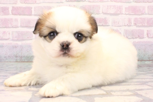 沖縄県のチワペキ/ペキチー/ペキチワ(チワワ×ペキニーズ) (Coo&RIKUイオン北谷店/2025年10月16日生まれ/女の子/パーティーカラー)の子犬の3枚目の画像