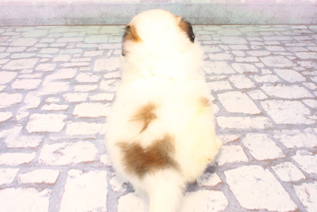 沖縄県のチワペキ/ペキチー/ペキチワ(チワワ×ペキニーズ) (Coo&RIKUイオン北谷店/2025年10月16日生まれ/女の子/パーティーカラー)の子犬の4枚目の画像