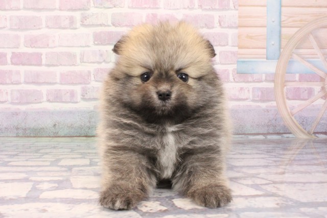 大阪府のポメラニアン (Coo&RIKU東大阪店/2025年10月19日生まれ/男の子/ウルフセーブル)の子犬の1枚目の画像