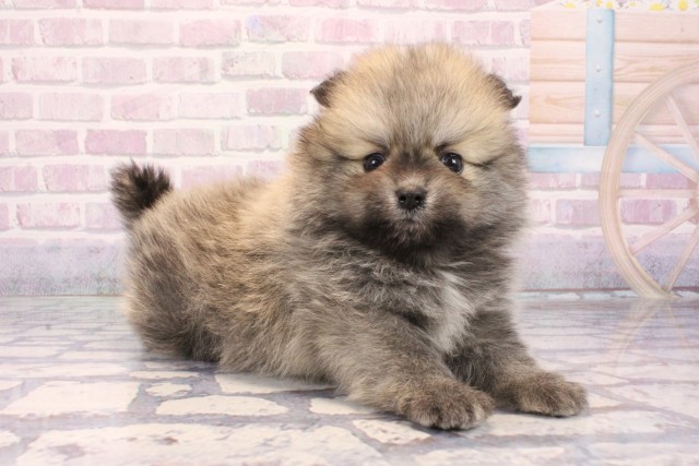 大阪府のポメラニアン (Coo&RIKU東大阪店/2025年10月19日生まれ/男の子/ウルフセーブル)の子犬の2枚目の画像