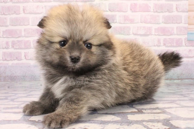 大阪府のポメラニアン (Coo&RIKU東大阪店/2025年10月19日生まれ/男の子/ウルフセーブル)の子犬の3枚目の画像