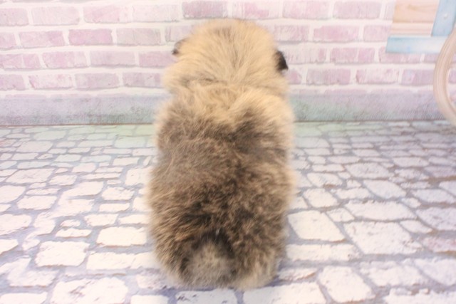 大阪府のポメラニアン (Coo&RIKU東大阪店/2025年10月19日生まれ/男の子/ウルフセーブル)の子犬の4枚目の画像