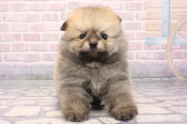 沖縄県のポメラニアン (Coo&RIKUイーアス沖縄豊崎店/2025年10月19日生まれ/男の子/ウルフセーブル)の子犬の1枚目の画像