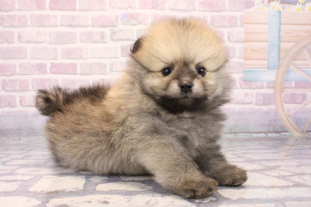 沖縄県のポメラニアン (Coo&RIKUイーアス沖縄豊崎店/2025年10月19日生まれ/男の子/ウルフセーブル)の子犬の2枚目の画像