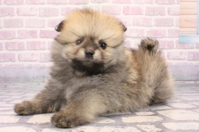 沖縄県のポメラニアン (Coo&RIKUイーアス沖縄豊崎店/2025年10月19日生まれ/男の子/ウルフセーブル)の子犬の3枚目の画像