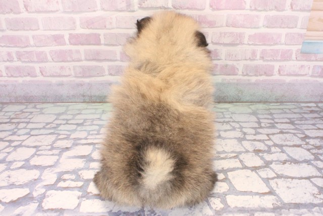 沖縄県のポメラニアン (Coo&RIKUイーアス沖縄豊崎店/2025年10月19日生まれ/男の子/ウルフセーブル)の子犬の4枚目の画像