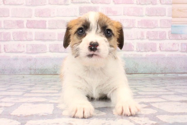 沖縄県のジャックラッセルテリア (Coo&RIKUイオン北谷店/2025年10月18日生まれ/女の子/ホワイトタン)の子犬の1枚目の画像