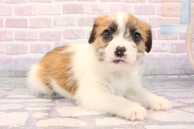 沖縄県のジャックラッセルテリア (Coo&RIKUイオン北谷店/2025年10月18日生まれ/女の子/ホワイトタン)の子犬の2枚目の画像