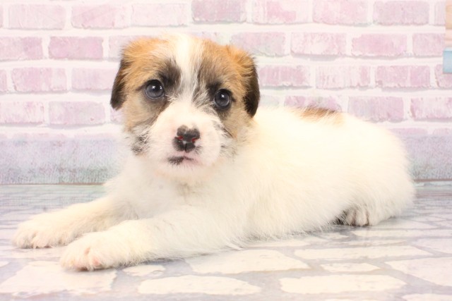 沖縄県のジャックラッセルテリア (Coo&RIKUイオン北谷店/2025年10月18日生まれ/女の子/ホワイトタン)の子犬の3枚目の画像