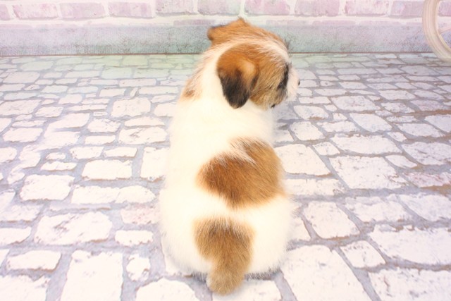 沖縄県のジャックラッセルテリア (Coo&RIKUイオン北谷店/2025年10月18日生まれ/女の子/ホワイトタン)の子犬の4枚目の画像