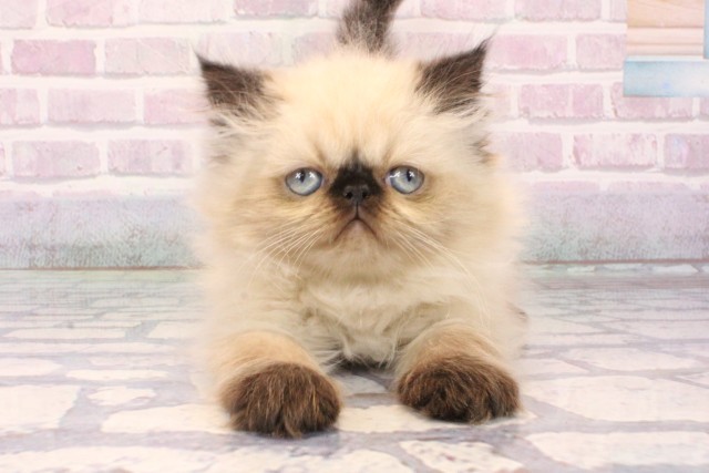 大阪府のヒマラヤン (Coo&RIKU梅田店/2025年10月18日生まれ/男の子/シールポイント)の子猫の1枚目の画像