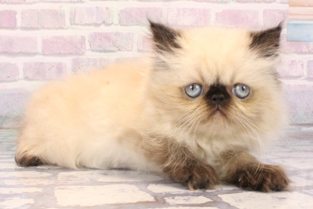 大阪府のヒマラヤン (Coo&RIKU梅田店/2025年10月18日生まれ/男の子/シールポイント)の子猫の2枚目の画像