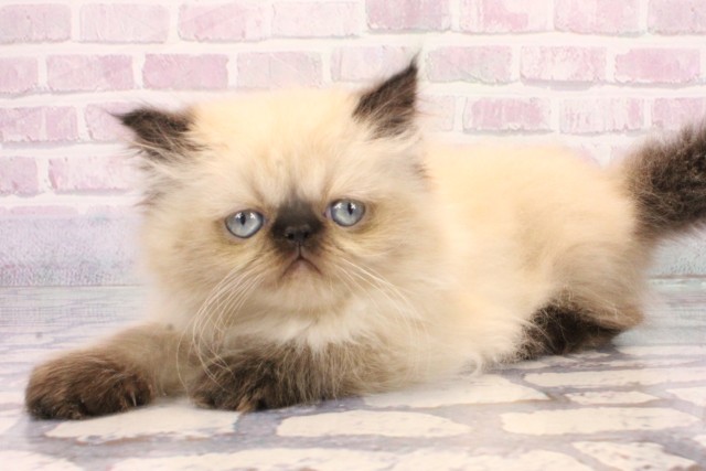 大阪府のヒマラヤン (Coo&RIKU梅田店/2025年10月18日生まれ/男の子/シールポイント)の子猫の3枚目の画像