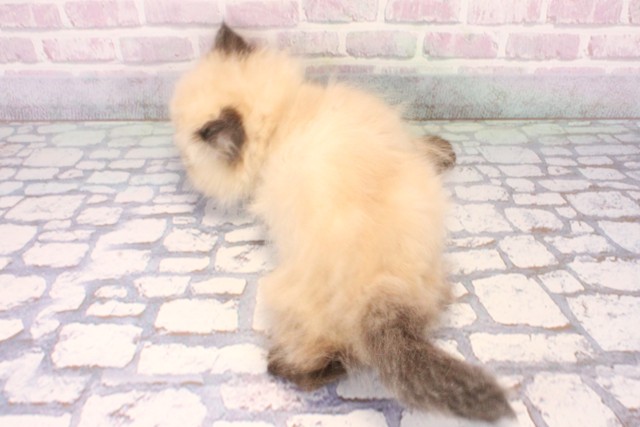 大阪府のヒマラヤン (Coo&RIKU梅田店/2025年10月18日生まれ/男の子/シールポイント)の子猫の4枚目の画像