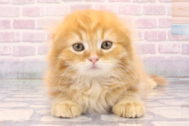 スコティッシュフォールド