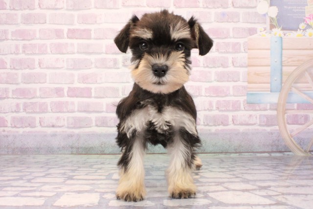 大阪府のミニチュアシュナウザー (Coo&RIKU天王寺店/2025年10月19日生まれ/男の子/ブラックシルバー)の子犬の1枚目の画像