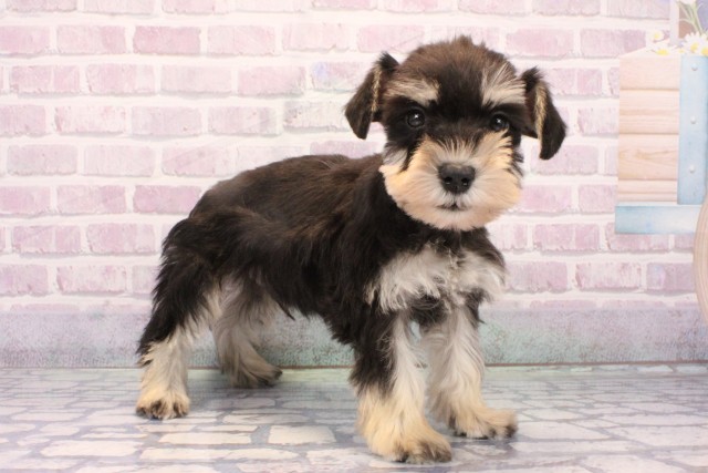 大阪府のミニチュアシュナウザー (Coo&RIKU天王寺店/2025年10月19日生まれ/男の子/ブラックシルバー)の子犬の2枚目の画像