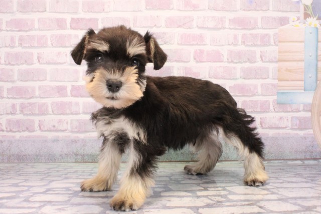 大阪府のミニチュアシュナウザー (Coo&RIKU天王寺店/2025年10月19日生まれ/男の子/ブラックシルバー)の子犬の3枚目の画像