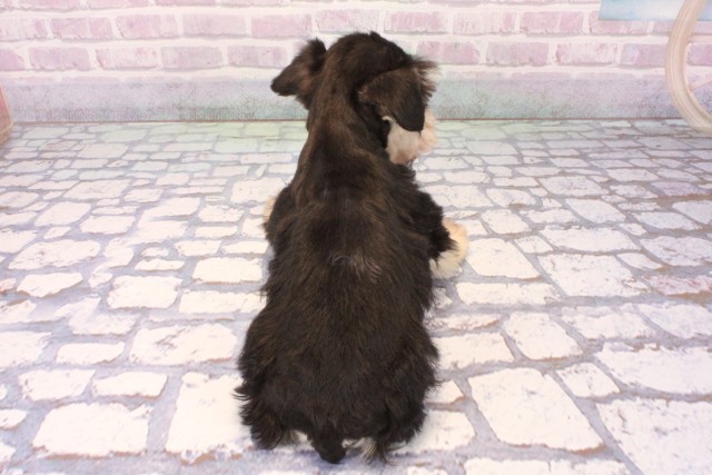 大阪府のミニチュアシュナウザー (Coo&RIKU天王寺店/2025年10月19日生まれ/男の子/ブラックシルバー)の子犬の4枚目の画像