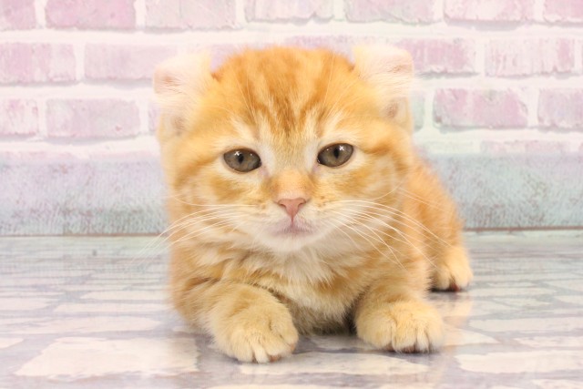 大阪府のアメリカンカール (Coo&RIKU梅田店/2025年10月11日生まれ/女の子/レッドタビー)の子猫の1枚目の画像