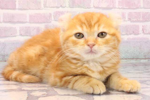 大阪府のアメリカンカール (Coo&RIKU梅田店/2025年10月11日生まれ/女の子/レッドタビー)の子猫の2枚目の画像