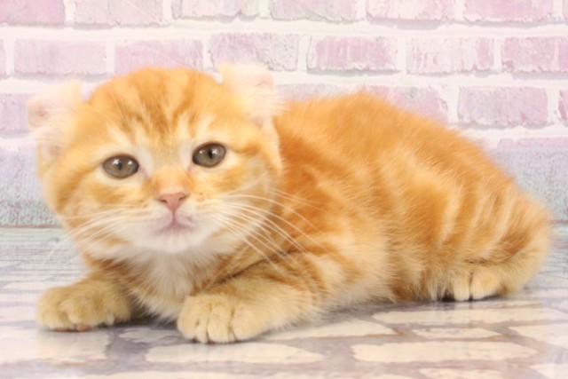 大阪府のアメリカンカール (Coo&RIKU梅田店/2025年10月11日生まれ/女の子/レッドタビー)の子猫の3枚目の画像