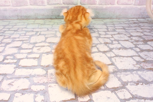 大阪府のアメリカンカール (Coo&RIKU梅田店/2025年10月11日生まれ/女の子/レッドタビー)の子猫の4枚目の画像