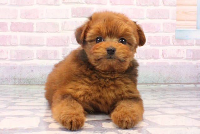 大阪府のポメプー(ポメラニアン×プードル) (Coo&RIKU天王寺店/2025年10月18日生まれ/女の子/レッド)の子犬の1枚目の画像