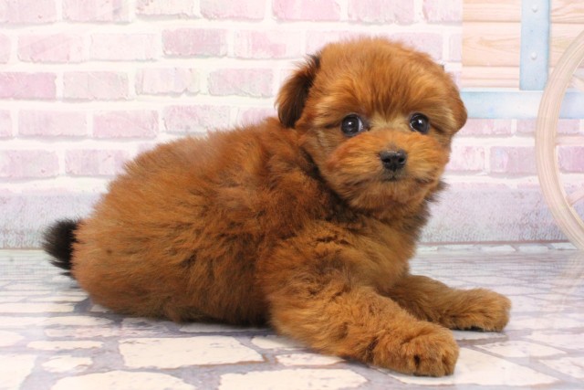 大阪府のポメプー(ポメラニアン×プードル) (Coo&RIKU天王寺店/2025年10月18日生まれ/女の子/レッド)の子犬の2枚目の画像