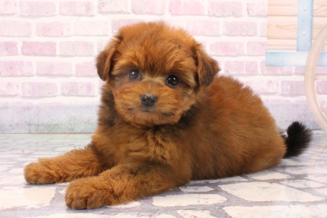 大阪府のポメプー(ポメラニアン×プードル) (Coo&RIKU天王寺店/2025年10月18日生まれ/女の子/レッド)の子犬の3枚目の画像