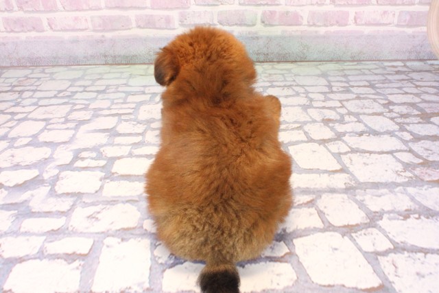 大阪府のポメプー(ポメラニアン×プードル) (Coo&RIKU天王寺店/2025年10月18日生まれ/女の子/レッド)の子犬の4枚目の画像