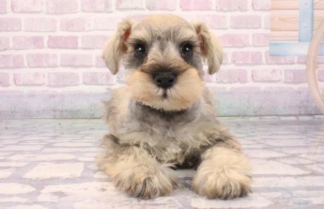 沖縄県のミニチュアシュナウザー (Coo&RIKUイオン北谷店/2025年10月18日生まれ/男の子/ソルトペッパー)の子犬の1枚目の画像