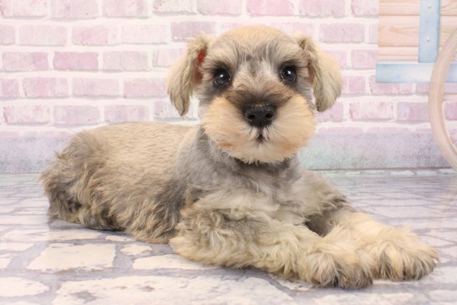 沖縄県のミニチュアシュナウザー (Coo&RIKUイオン北谷店/2025年10月18日生まれ/男の子/ソルトペッパー)の子犬の2枚目の画像