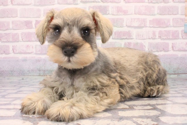 沖縄県のミニチュアシュナウザー (Coo&RIKUイオン北谷店/2025年10月18日生まれ/男の子/ソルトペッパー)の子犬の3枚目の画像