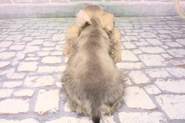 沖縄県のミニチュアシュナウザー (Coo&RIKUイオン北谷店/2025年10月18日生まれ/男の子/ソルトペッパー)の子犬の4枚目の画像